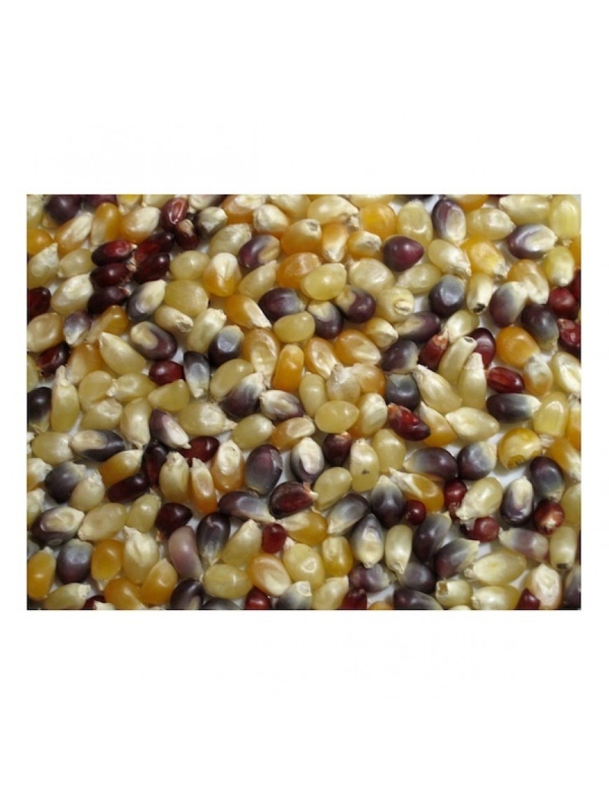 Grains Multi Colored PopCorn (1x25LB )